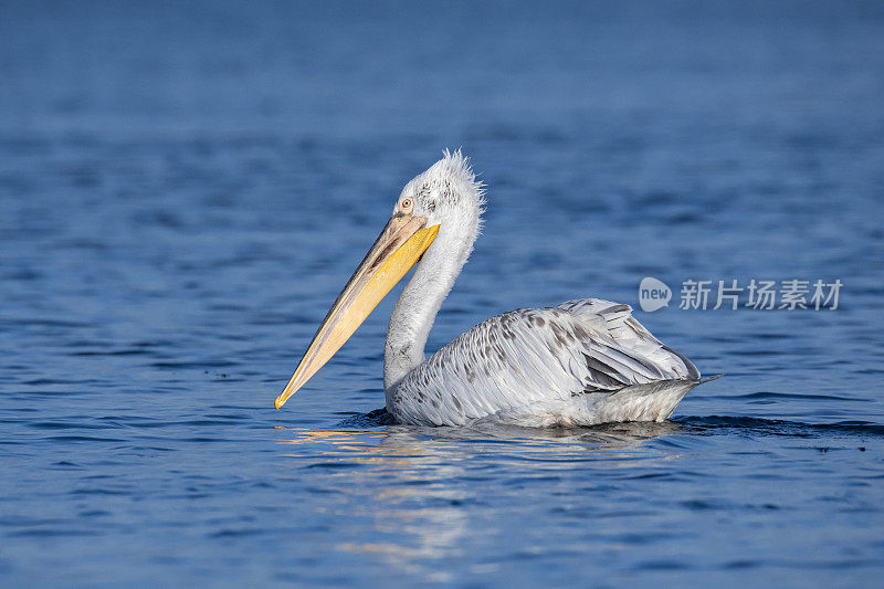 达尔马提亚鹈鹕(pelelecanus crispus)，罗马尼亚多瑙河三角洲